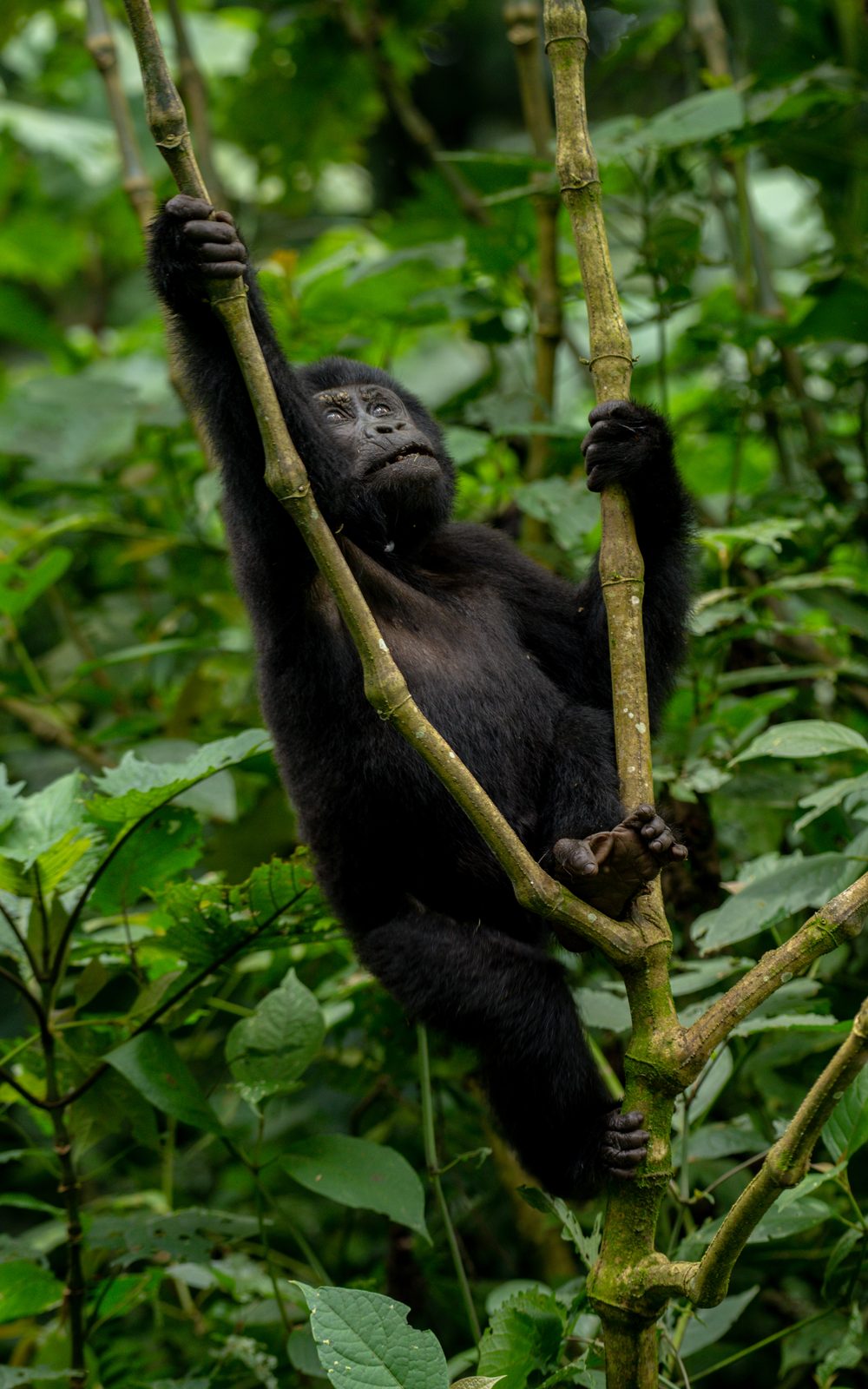 Mountain gorilla trekking in Bwindi Impenetrable Forest