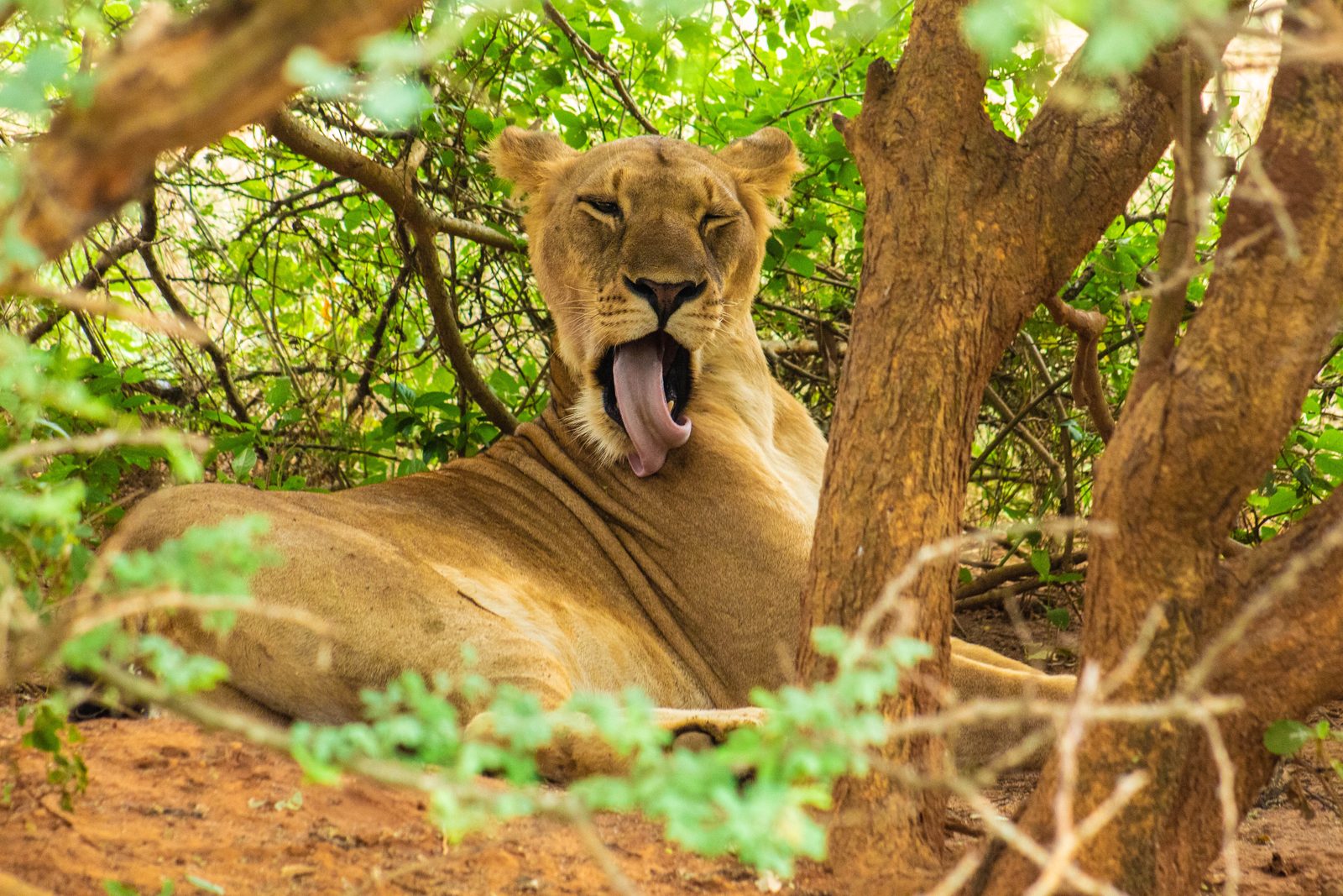 Lion in Queen Elizabeth National Park